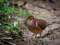 Image of Ruddy Quail-Dove