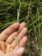 Image of Seaside Primrose-Willow