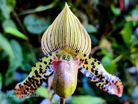 Image de Paphiopedilum argus (Rchb. fil.) Stein