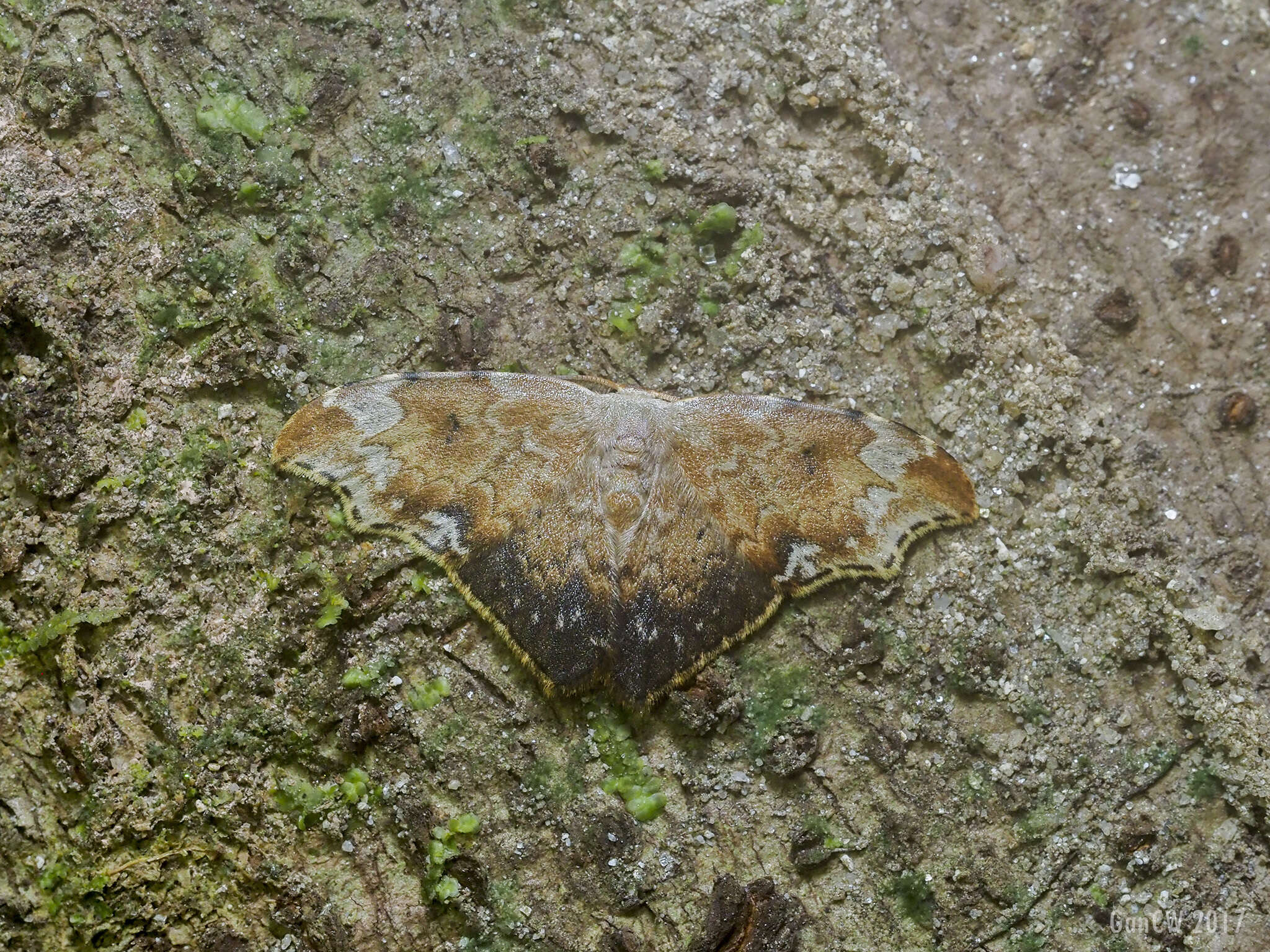 Image of Strepsigonia placida Swinhoe 1902