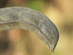 Image of velvet bean