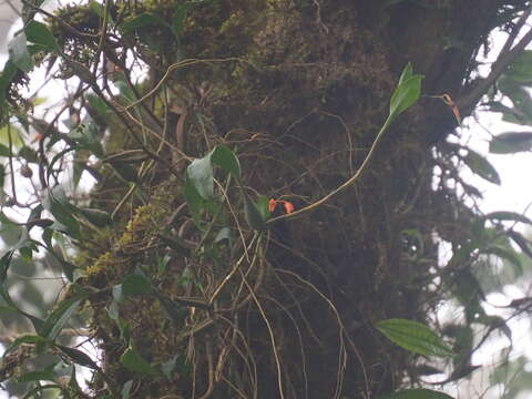 Coelogyne miniata (Blume) Lindl. resmi