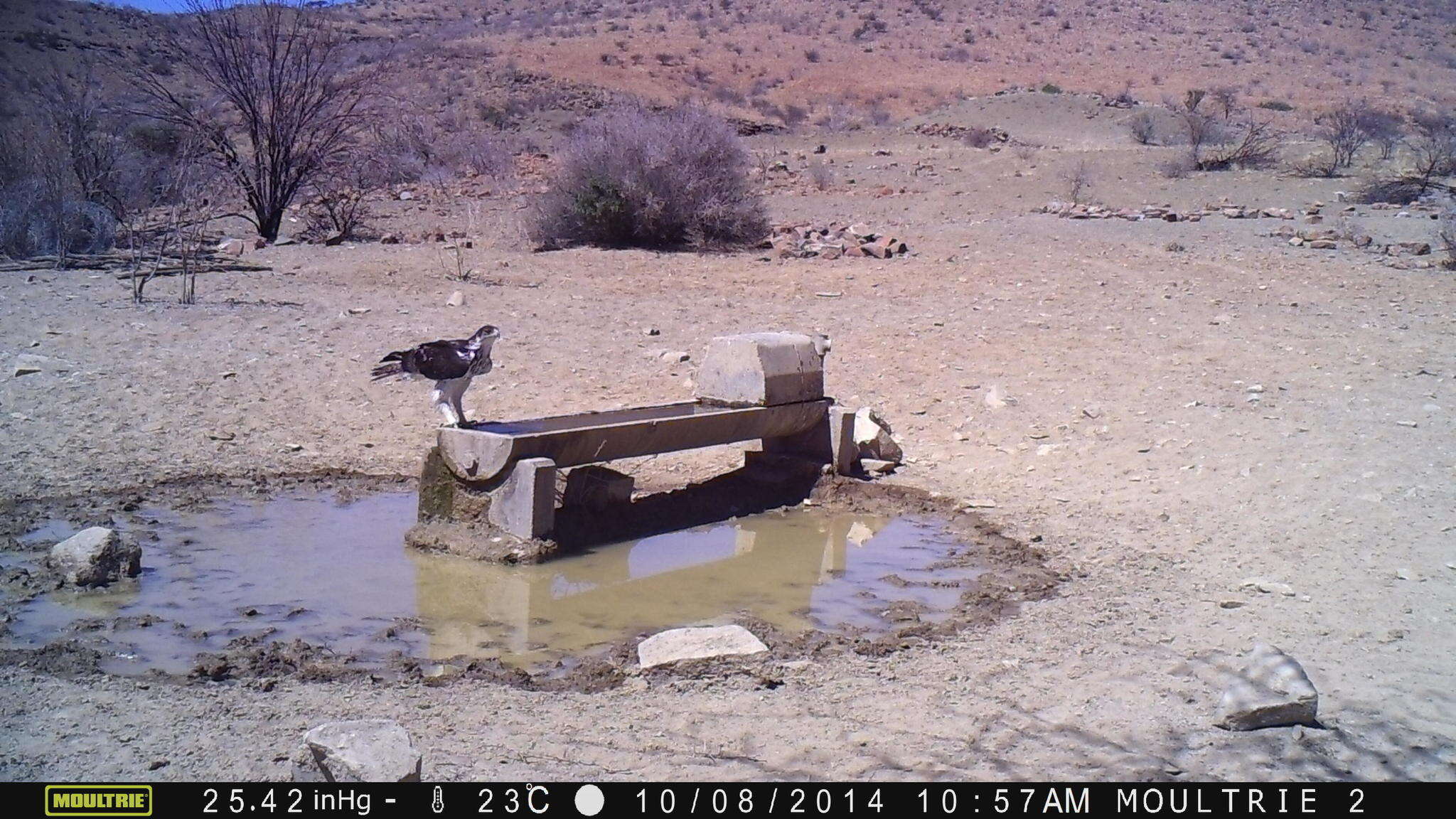 Image of African Hawk-Eagle