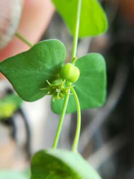 Image of Euphorbia greggii Engelm. ex Boiss.