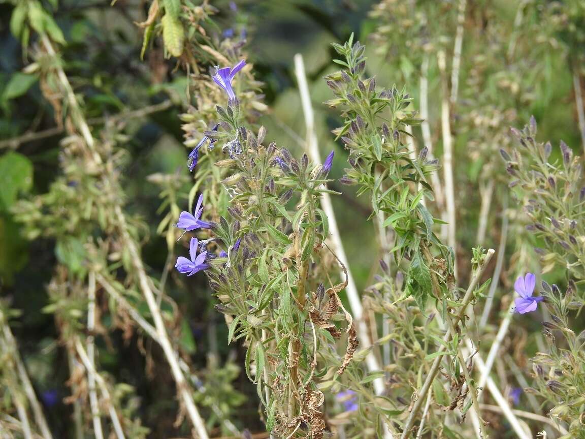 Image of Bonplandia geminiflora Cav.