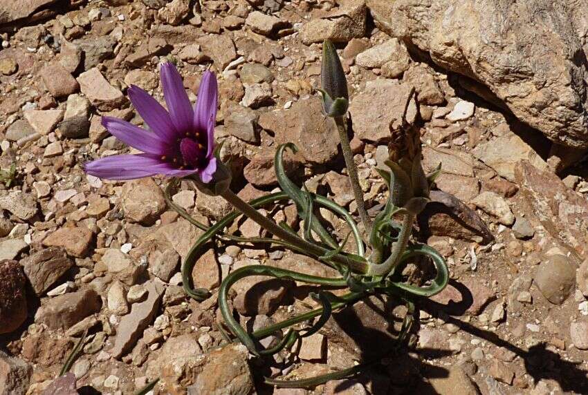 Pseudopodospermum undulatum (Vahl) Zaika, Sukhor. & N. Kilian resmi