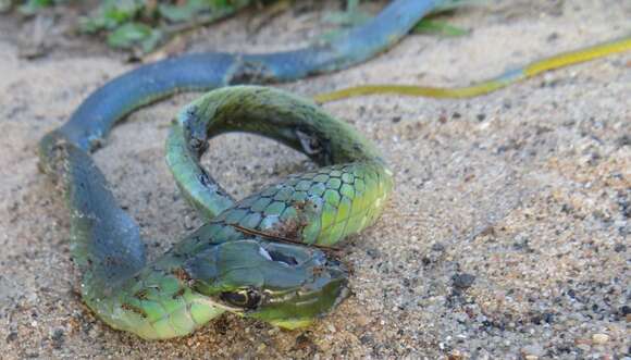 Image of Eastern Green Snake