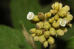 Image of Varronia crenata Ruiz & Pav.