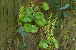 Imagem de Umbilicus rupestris (Salisb.) Dandy