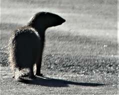 Image of Cape Gray Mongoose