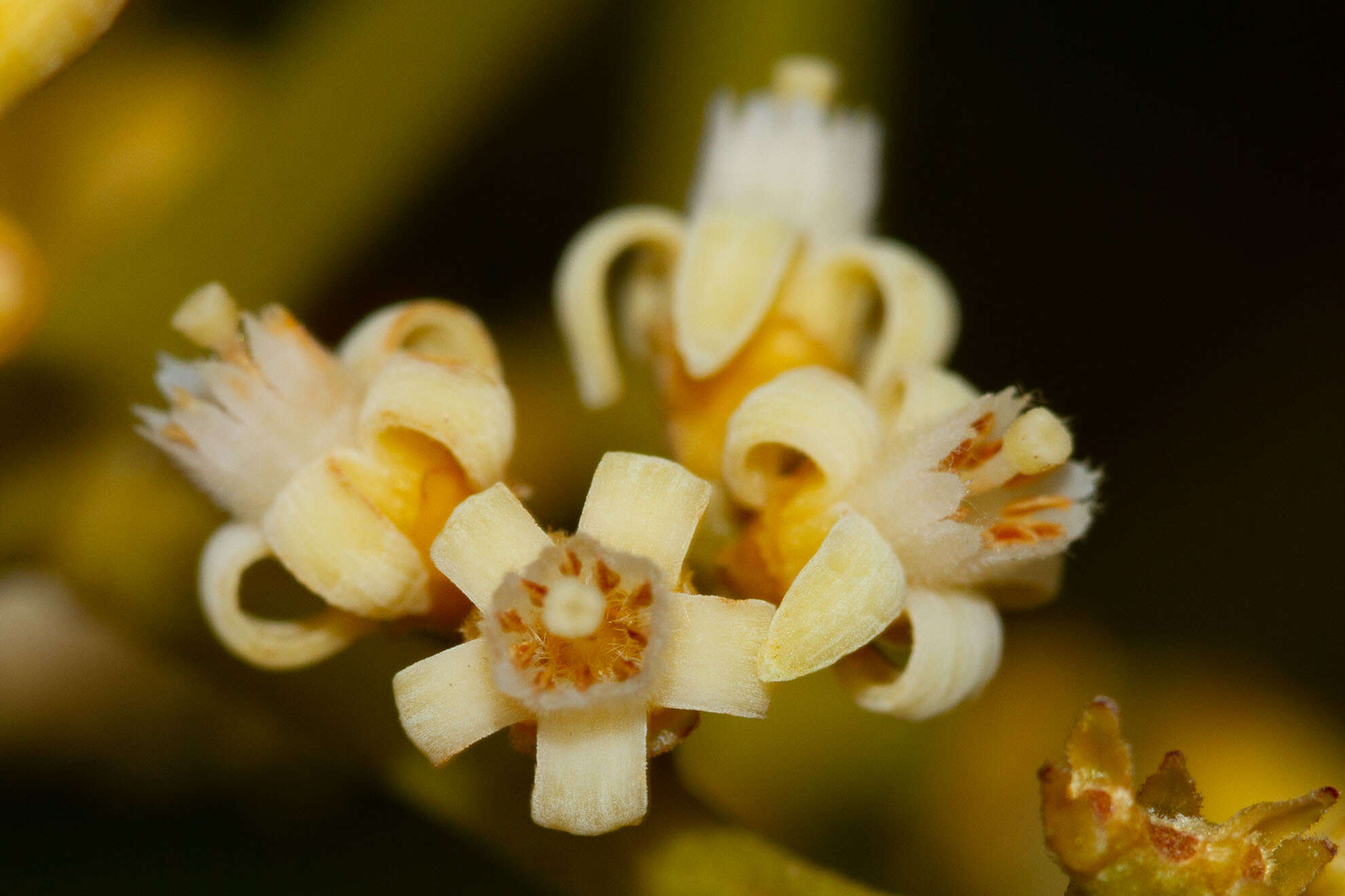 Image of Didymocheton rufescens subsp. rufescens