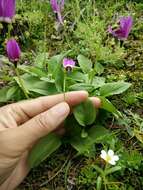 Imagem de Dodecatheon austrofrigidum K. L. Chambers