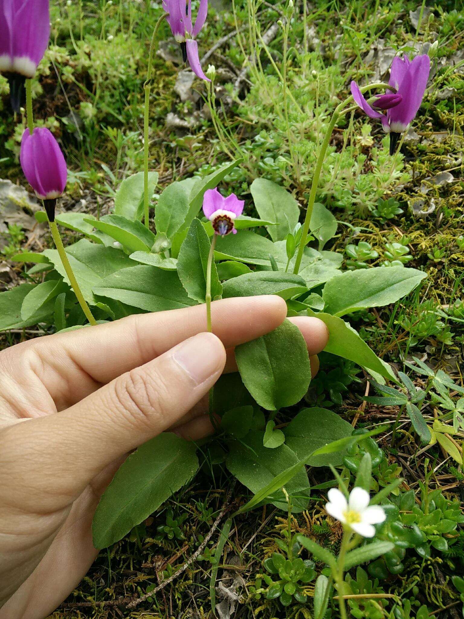 Plancia ëd Dodecatheon austrofrigidum K. L. Chambers