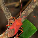 Image of Pseudotheraptus wayi Brown 1955