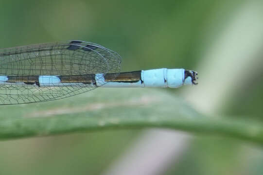 Image of Alkali Bluet