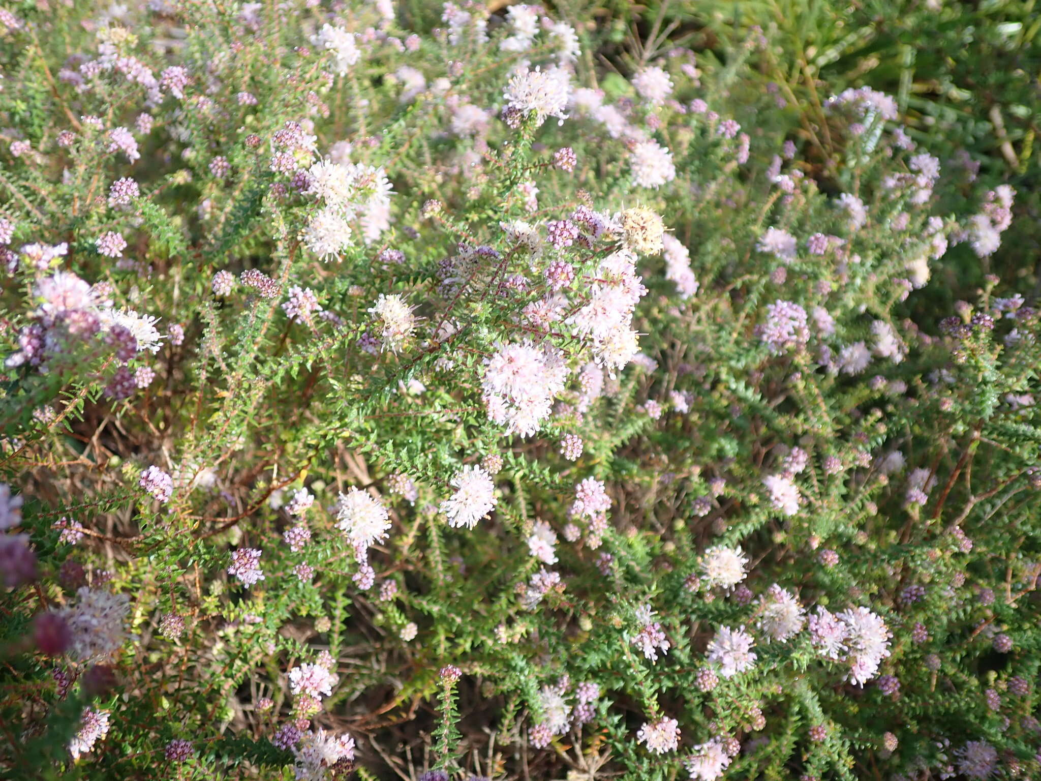 Image of Agathosma juniperifolia Bartl.