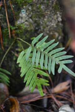 Image of resurrection fern