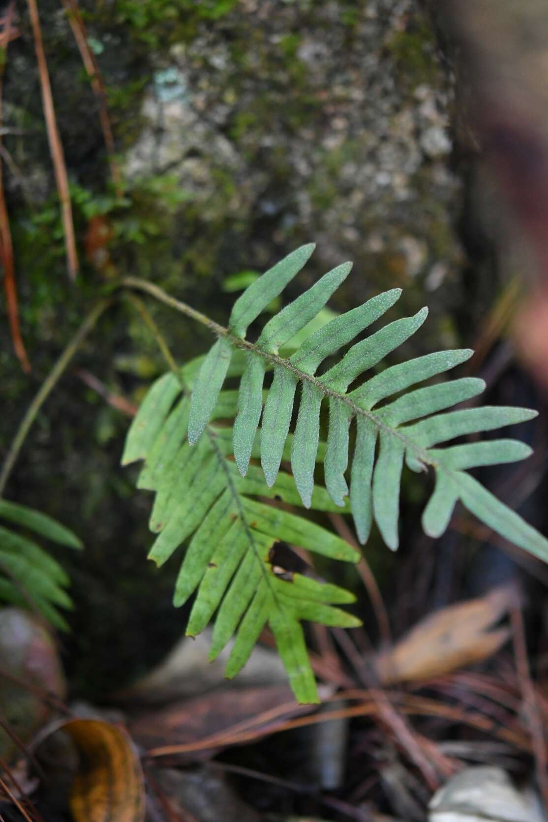 Image de Pleopeltis polypodioides (L.) E. G. Andrews & Windham