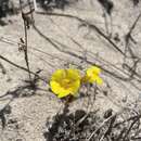 Plancia ëd Diplacus vandenbergensis (D. M. Thompson) G. L. Nesom