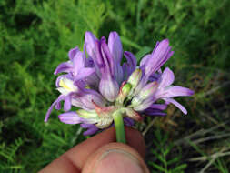 Image of roundtooth snakelily