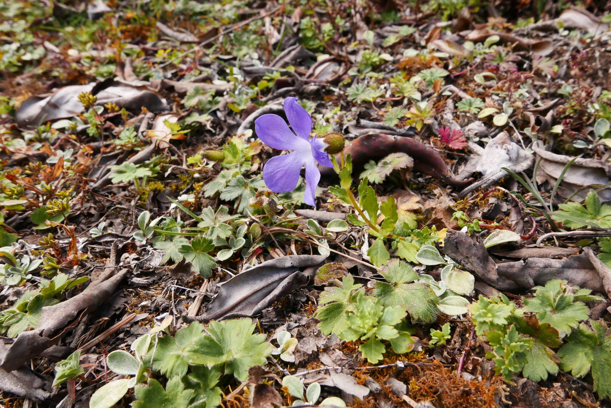 Image of Cyananthus lobatus Wall. ex Benth.