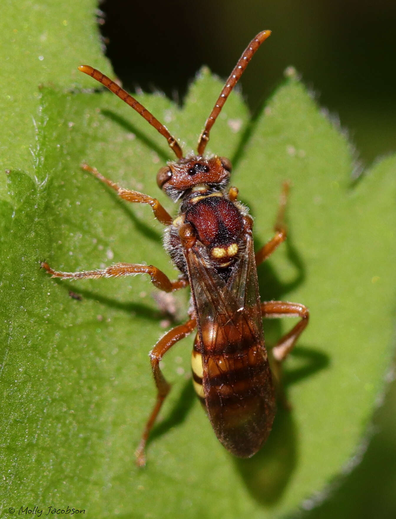 Image of Nomada imbricata Smith 1854