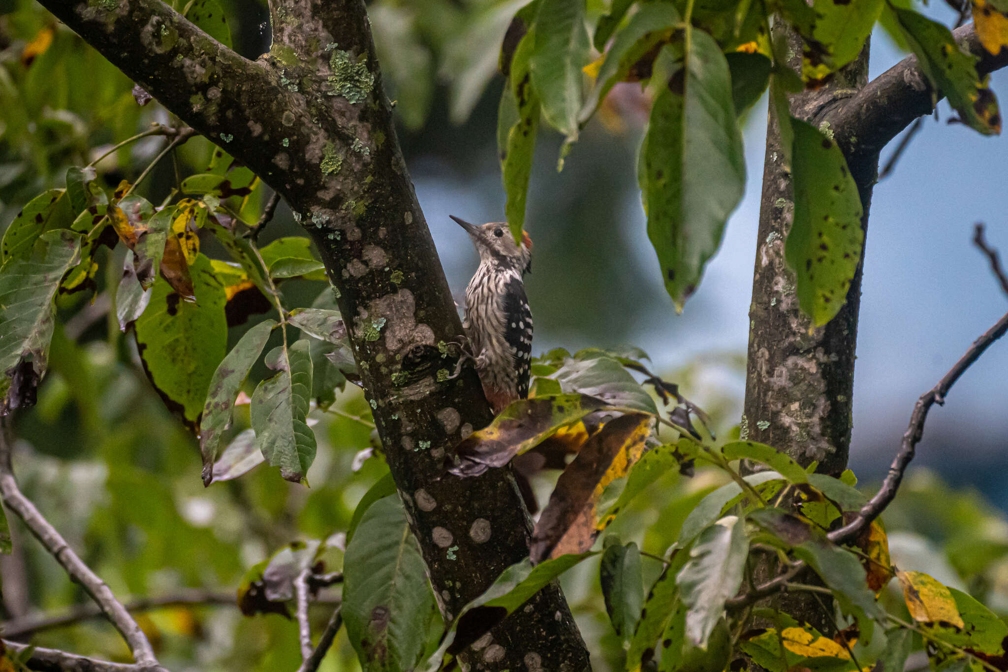 Image of Brown-fronted Woodpecker