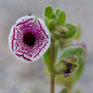 Image of calico monkeyflower