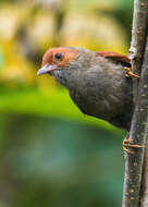 Image of Red-faced Spinetail