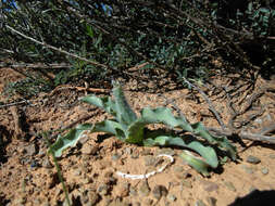 Image of Moraea ciliata (L. fil.) Ker Gawl.