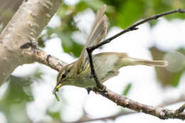 Plancia ëd Phylloscopus examinandus Stresemann 1913