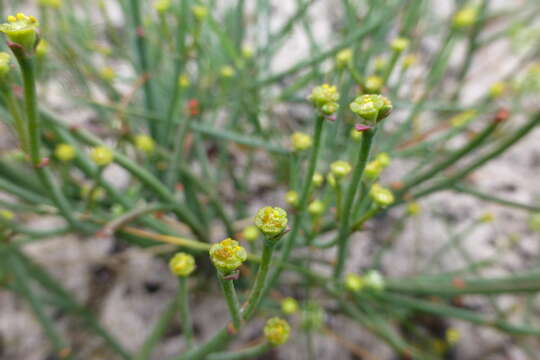 Слика од Euphorbia tenax Burch.