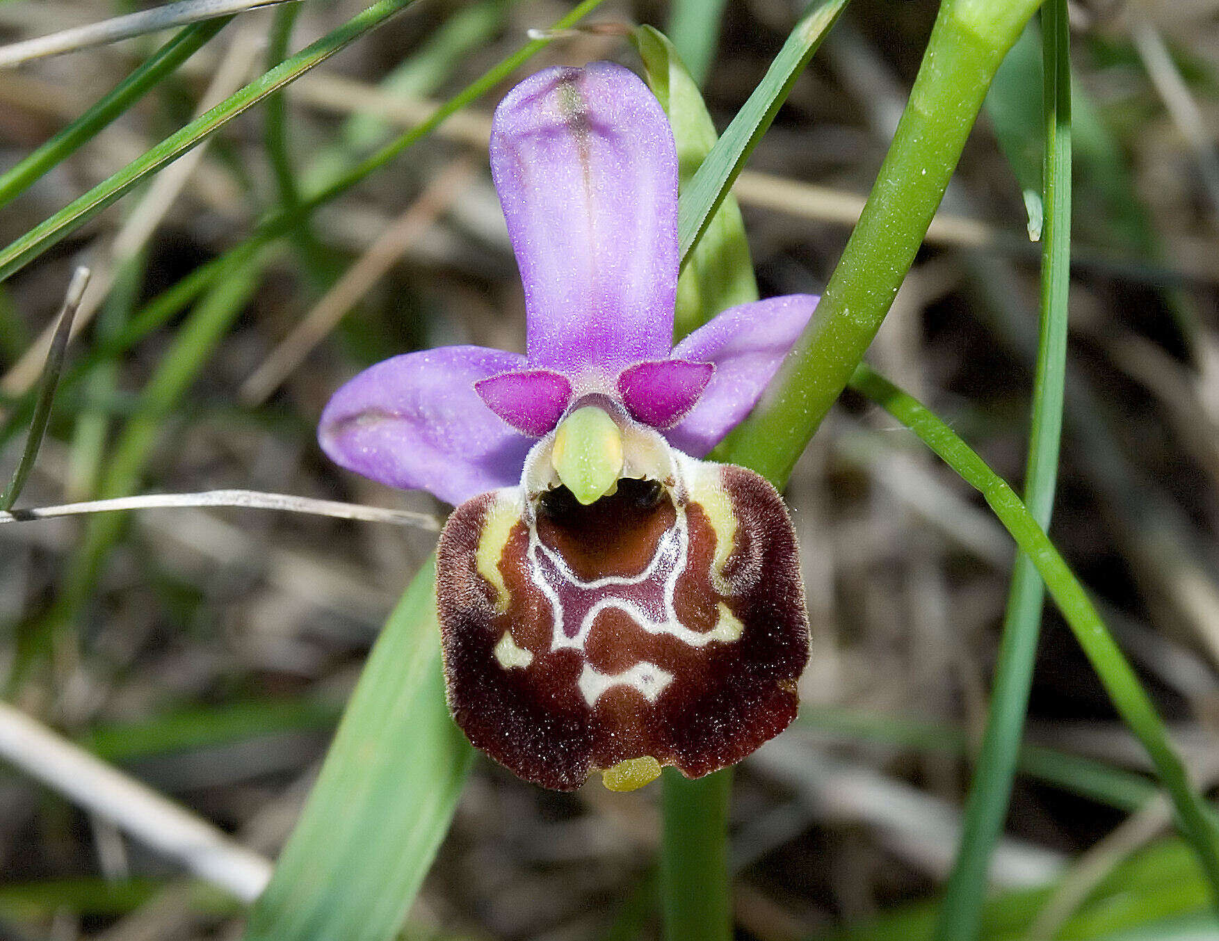 Image of Ophrys fuciflora subsp. fuciflora