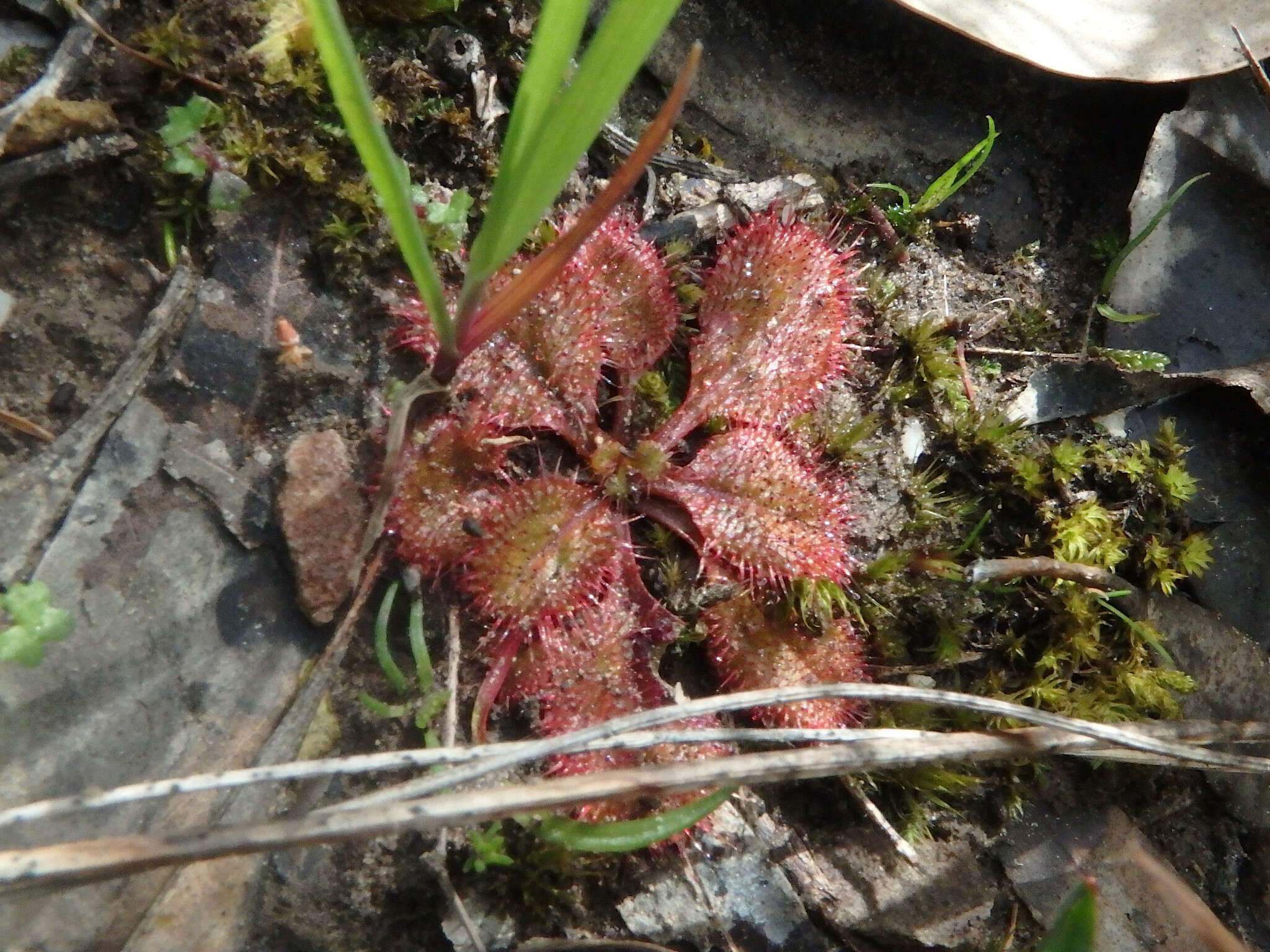 Image of Drosera praefolia Tepper