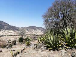 Image of Agave scaposa Gentry