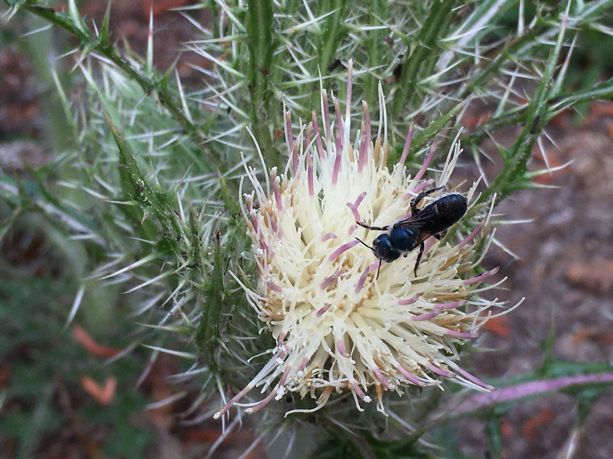 Image de Osmia chalybea Smith 1853