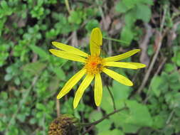 Plancia ëd Dolichorrhiza renifolia (C. A. Mey.) Galushko