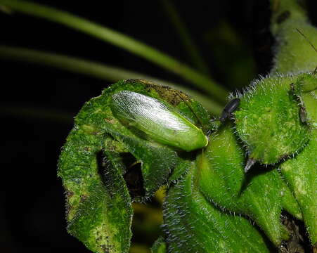 Image of Green Banana Cockroach