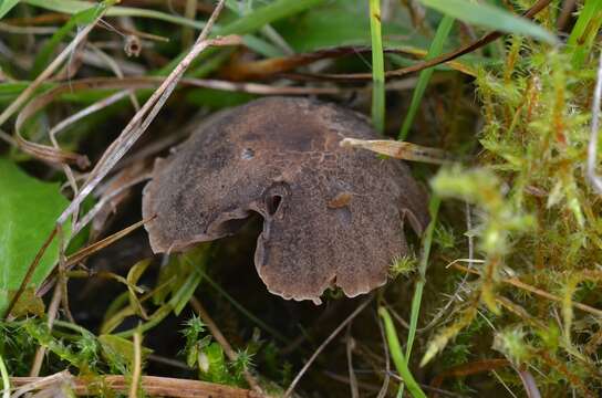 Image de Hodophilus foetens (W. Phillips) Birkebak & Adamčík 2016