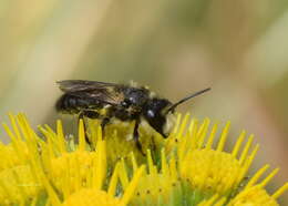 Image of Leioproctus paahaumaa Donovan 2007