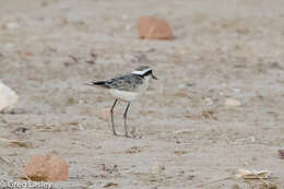 Image of Kittlitz's Plover