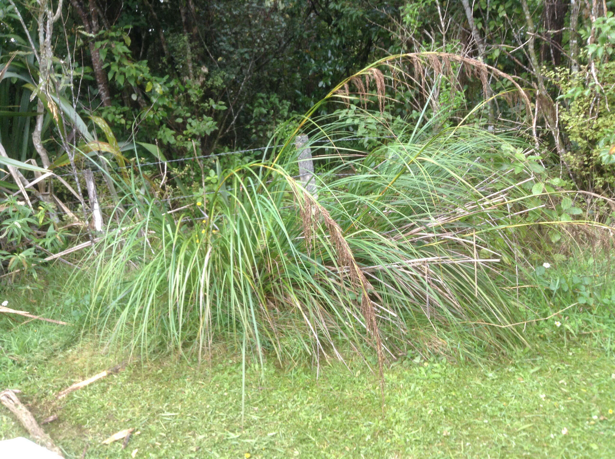 Imagem de Gahnia setifolia (A. Rich.) Hook. fil.