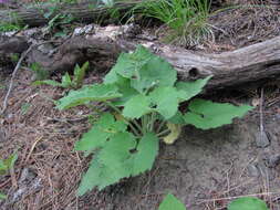 Image of Campanula alliariifolia Willd.