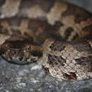 Image of Okinawa pitviper