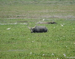 Image of Asian Buffalo