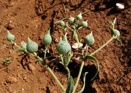 Image de Silene conoidea L.