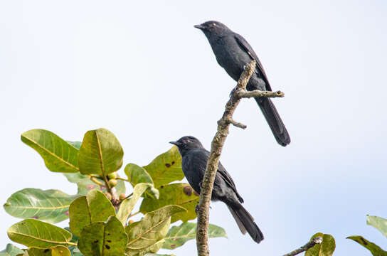 Plancia ëd Melaenornis edolioides (Swainson 1837)