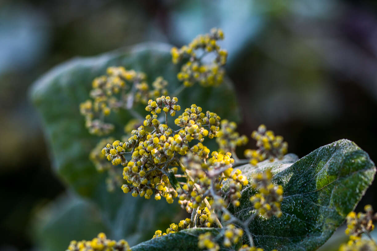 Image of Helichrysum populifolium DC.