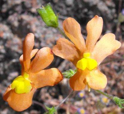 Sivun Nemesia williamsonii K. E. Steiner kuva