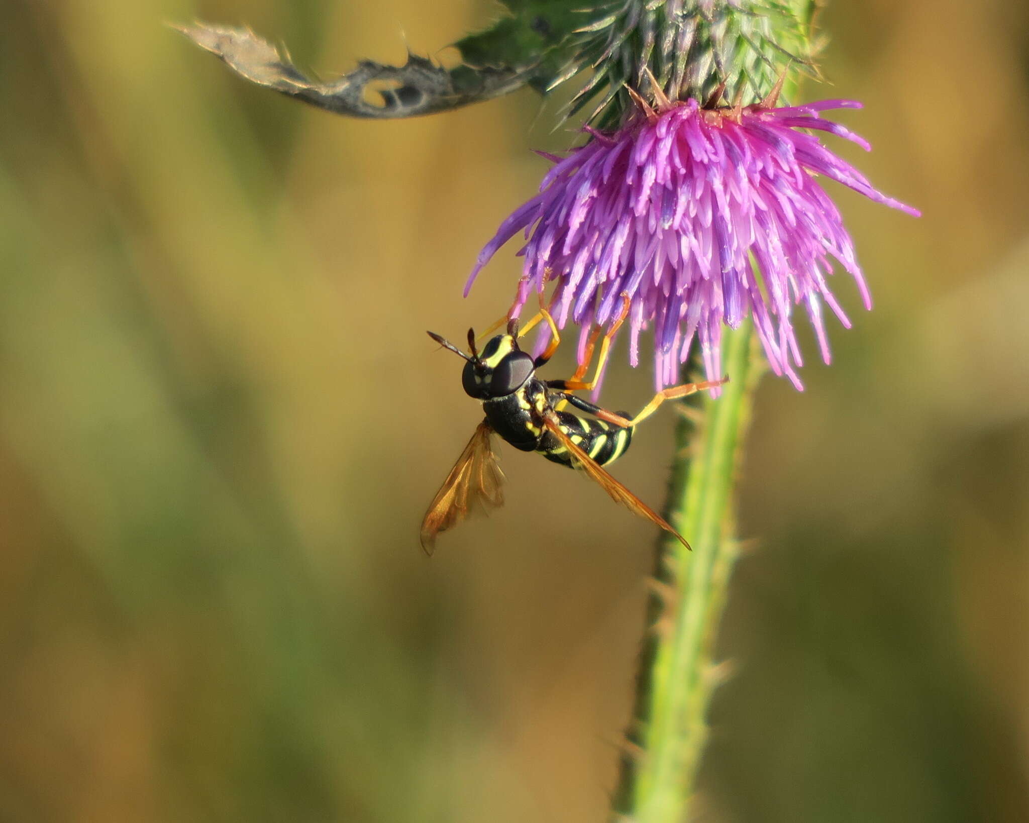 Image of Chrysotoxum lineare (Zetterstedt 1819)